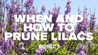 When and How to Prune Lilacs [upl. by Akkin213]