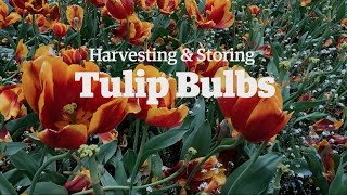 Harvesting and Storing Tulip Bulbs [upl. by Anifesoj]