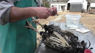 Backyard Chicken Processing Hand Plucking Made Easy [upl. by Rex646]