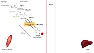 Cori Cycle  Lactic Acid Metabolism  Purpose and Importance in Anaerobic Metabolism [upl. by Cima]