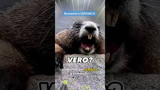 Marmota Gritando VERONICA [upl. by Nevil]