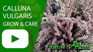 Calluna vulgaris  grow amp care [upl. by Yrotciv873]