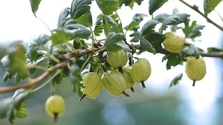 HOW TO PRUNE YOUR GOOSEBERRIES [upl. by Gilbye]