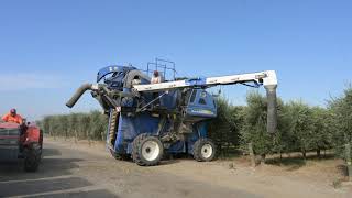 Rolland Rosenthal California Olive Farmer How Olives Are Grown  Harvested for Olive OIl [upl. by Namsu]