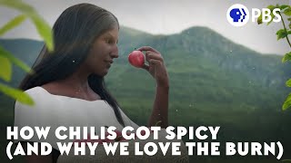 How Chilis Got Spicy and Why We Love the Burn [upl. by Fradin]