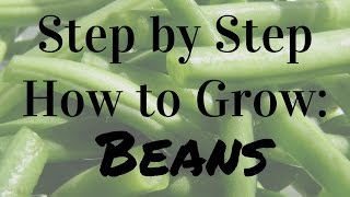 How to Grow Bush amp Pole Beans  Complete Growing Guide [upl. by Kally]