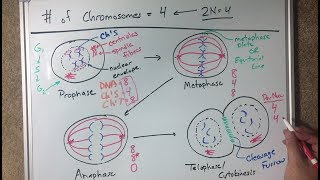 Mitosis Diagrams Drawing Demo  Virtual Lab [upl. by Shatzer]