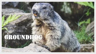 Groundhog screaming  Woodchuck call  Groundhog sound  Whistlepig [upl. by Marni641]