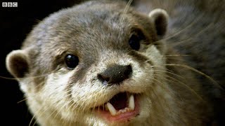 Otters Have a Favourite Rock They Love to Play With  The Science Of Cute  BBC Earth [upl. by Ailis830]