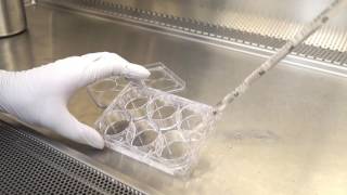 How to Coat Dishes using Collagen [upl. by Yerdna]