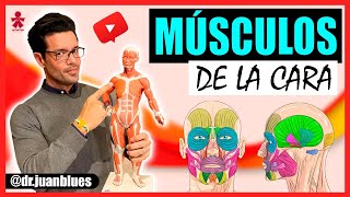 MÚSCULOS DE LA CARA Anatomía [upl. by Aitsirk]