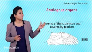 Evidences for Evolution  Homologous Organs Analogous Organs and Fossils [upl. by Possing954]