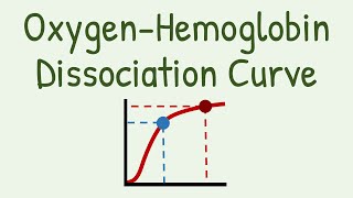 Oxygen Hemoglobin Dissociation Curve [upl. by Faludi771]