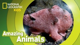 Frogfish  Amazing Animals [upl. by Roderich]