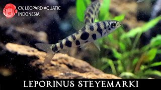 Leporinus steyemarki The GREY Leporinus Leopard Aquatic C096A [upl. by Petit]