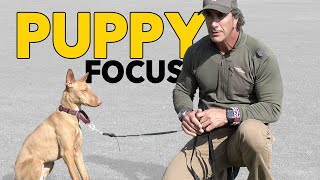 Puppy Training Teach Your Puppy to Focus  Robert Cabral Dog Training Video [upl. by Yup]