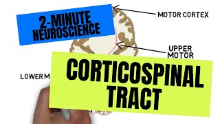 2Minute Neuroscience Corticospinal Tract [upl. by Hadeehuat724]