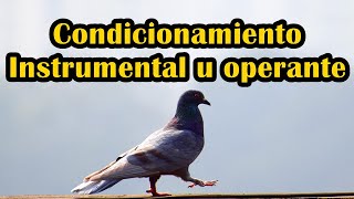 Condicionamiento Instrumental u operante [upl. by Enileme]