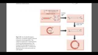 Role of linker and adaper DNA [upl. by Geraldine]