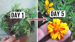 FASTEST Way to Get Blooms on Marigold in Just 5 Days [upl. by Barthel]