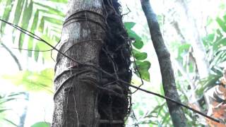 Introduction to Epiphytes [upl. by Randy]