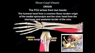 Flexor Carpi Ulnaris  Everything You Need To Know  Dr Nabil Ebraheim [upl. by Lrigybab622]