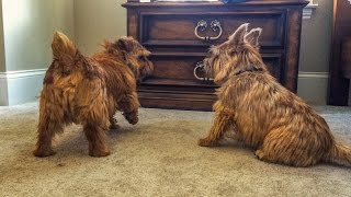 Norfolk Terriers Keeping Ernie Under Control [upl. by Drofnats]