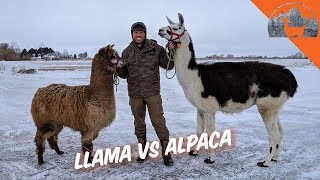 LLAMA VS ALPACA  Ep72  Llama Life [upl. by Harpp]