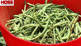 Planting Pole Beans and Bush Beans for Canning [upl. by Debor808]