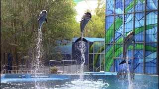 Ocean Discovery Beluga amp Dolphin Show at SeaWorld San Antonio 82618 [upl. by Erin]