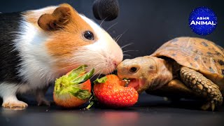 Tortoise and Guinea Pig 🍓 ASMR Mukbang Eating Strawberry [upl. by Aplihs]