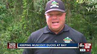 Invasive Muscovy ducks taking over native wildlife habitats [upl. by Nnylyt]