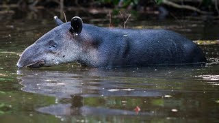 Baird Tapir In The Water  ZOO Wuppertal [upl. by Ainel]