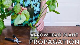 ARROWHEAD PLANT PROPAGATION 2 EASY WAYS TO PROPAGATE A SYNGONIUM [upl. by Hyams437]