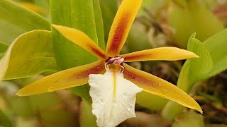 Encyclia polybulbon Dinema polybulbonディネマ ポリブルボン [upl. by Melissa]