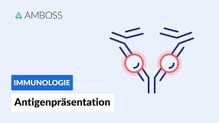 Antigenpräsentation  Biochemie  AMBOSS Video [upl. by Schertz413]