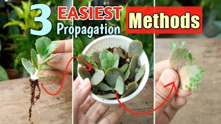 3 EASIEST WAYS of Kalanchoe Propagation [upl. by Cleodell]