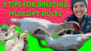 5 TIPS FOR BREEDING MUSCOVY DUCKS [upl. by Allecnirp]