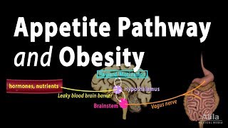 The Brains HungerSatiety Pathways and Obesity Animation [upl. by Adnohral]