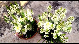 Care Of Ornithogalum Flower Plant  Care Of Chincherinchee Flower Plant [upl. by Losyram]