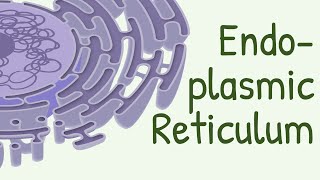 Endoplasmic Reticulum Structure amp Functions [upl. by Channa64]