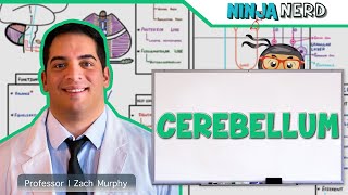 Neurology  Cerebellum Anatomy amp Function [upl. by Jory428]