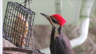 Pileated Woodpecker Call [upl. by Masry]