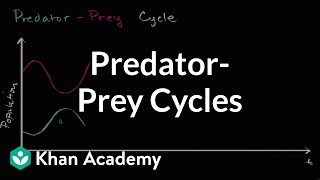 Predator prey cycle  Ecology  Khan Academy [upl. by Odnumyar399]