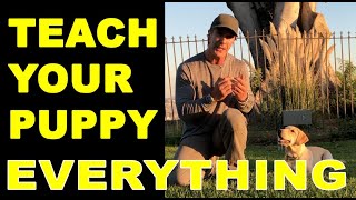 How to Train Your PUPPY to do Everything  Puppy Dog Training Video  Robert Cabral [upl. by Padraic283]