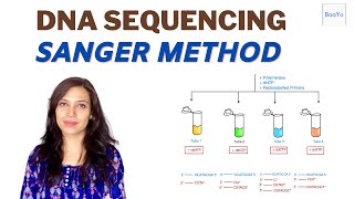 Dideoxy DNA Sequencing  Sanger method [upl. by Ferdinanda660]