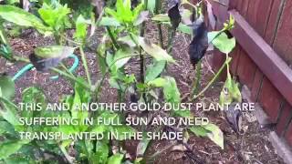 Transplanting gold dust plant Aucuba japonica [upl. by Yared]