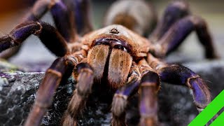 Cobalt Blue Tarantula Cyriopagopus lividus Care and Info H lividum [upl. by Zere422]