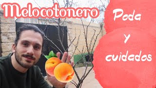 PODA con mi MELOCOTONERO 🍑 Cuidados DURAZNO albaricoque prunus [upl. by Airehtfele]