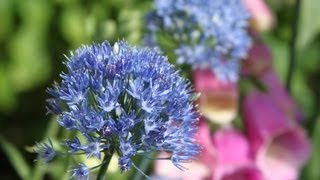 Alliums In A Small English Garden In Norway [upl. by Aninep]